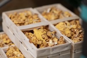 R+M Bremer Lagerhalle Pfifferlinge